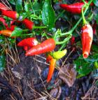 assorted chili peppers