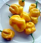 scotch bonnet
