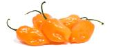 habanero peppers